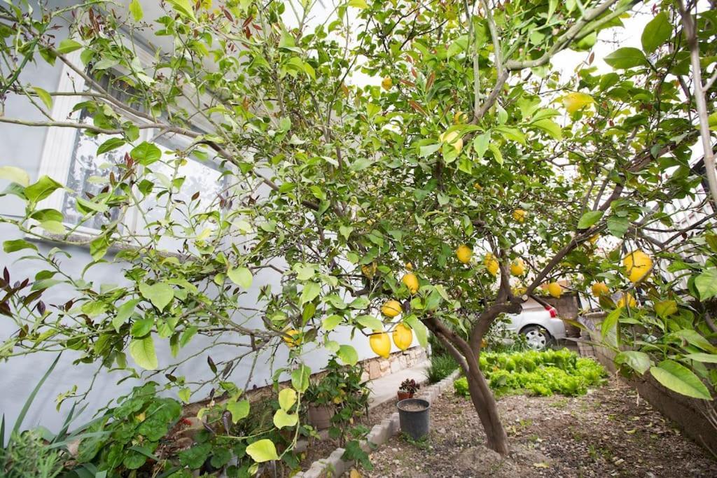 Limon Agacli Ev -